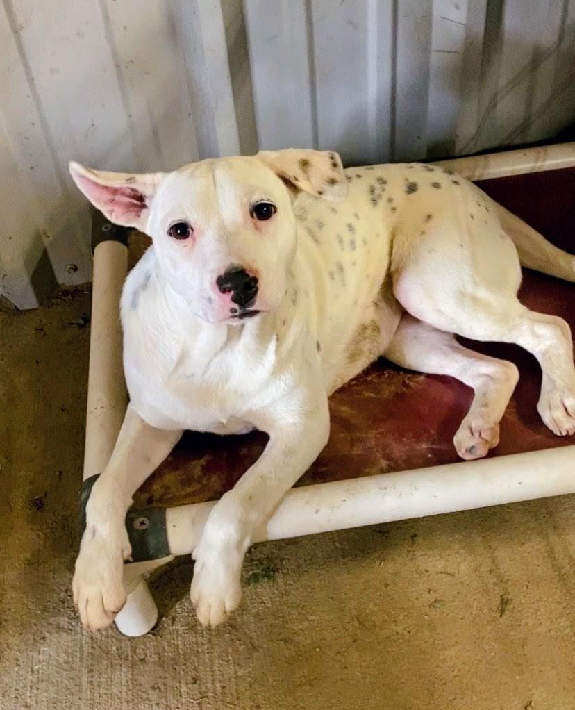 Enlarge Benson, an adoptable mixed breed in Willington, CT image 2/6