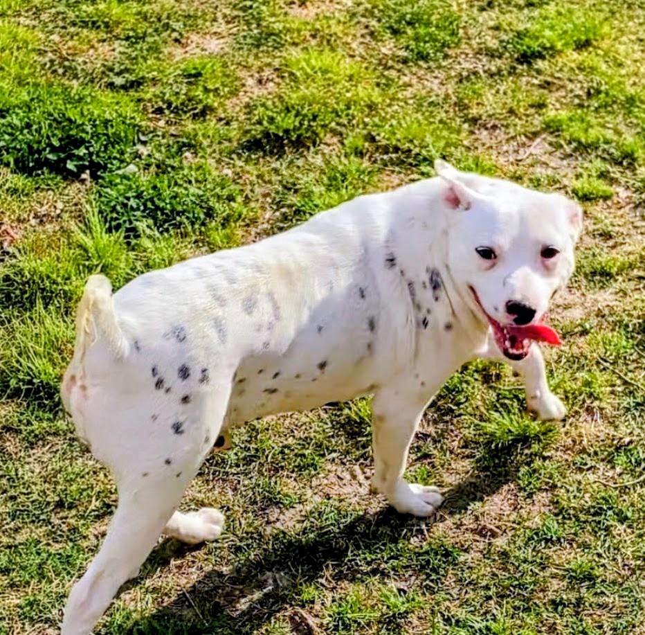 Enlarge Benson, an adoptable mixed breed in Willington, CT image 4/6