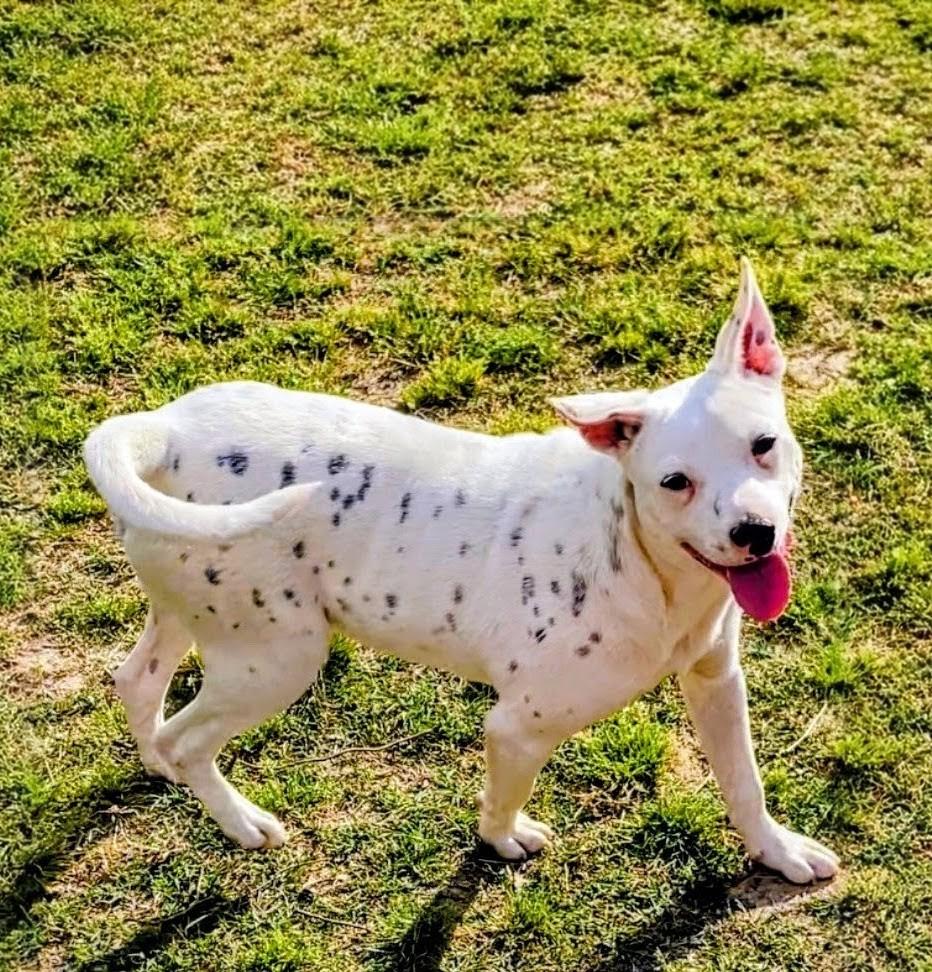 Enlarge Benson, an adoptable mixed breed in Willington, CT image 3/6