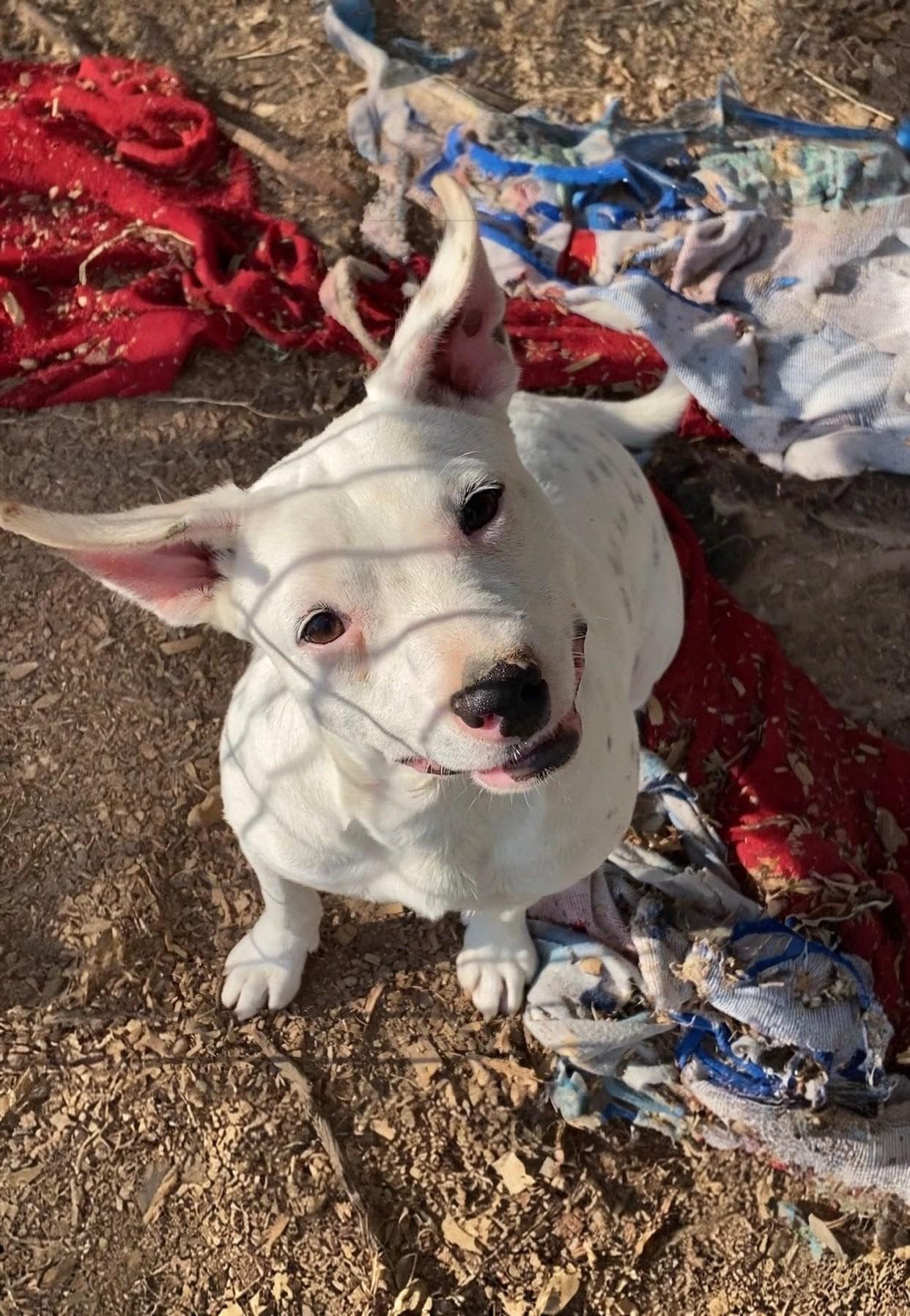 Enlarge Benson, an adoptable mixed breed in Willington, CT image 5/6