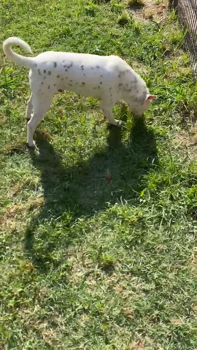 Enlarge Benson, an adoptable mixed breed in Willington, CT video 6/6