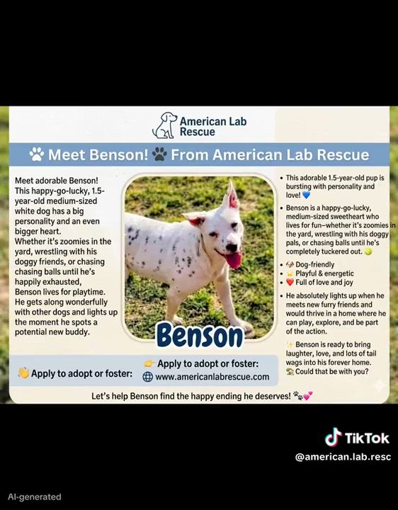 Enlarge Benson, an adoptable mixed breed in Willington, CT video 5/6