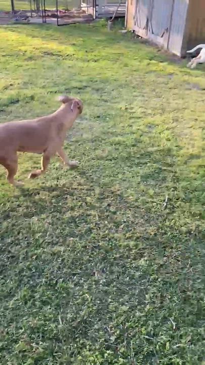 Enlarge Benson, an adoptable mixed breed in Willington, CT video 3/6