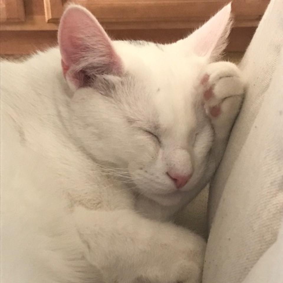 Snowflake, Adoptable, Senior Male American Shorthair.