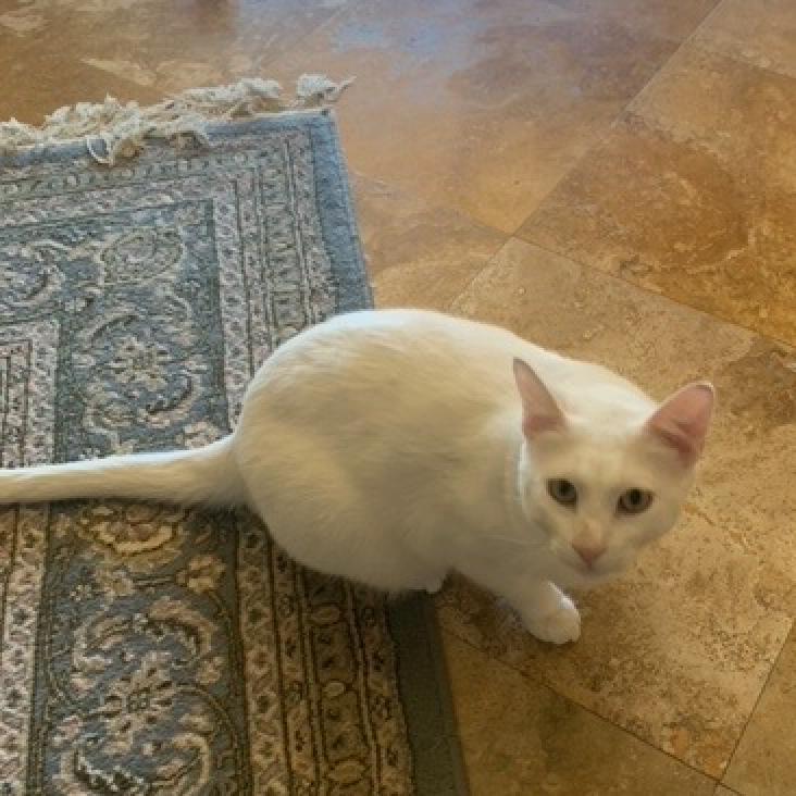Snowflake, a Adoptable American Shorthair in Temecula, CA image 2/6