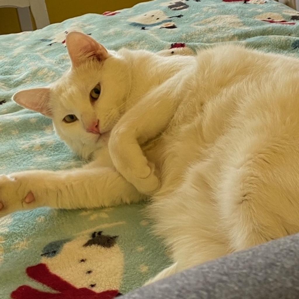 Snowflake, a Adoptable American Shorthair in Temecula, CA image 3/6