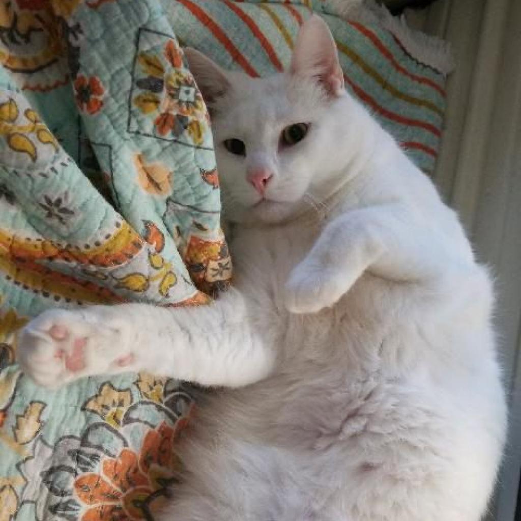 Snowflake, a Adoptable American Shorthair in Temecula, CA image 4/6