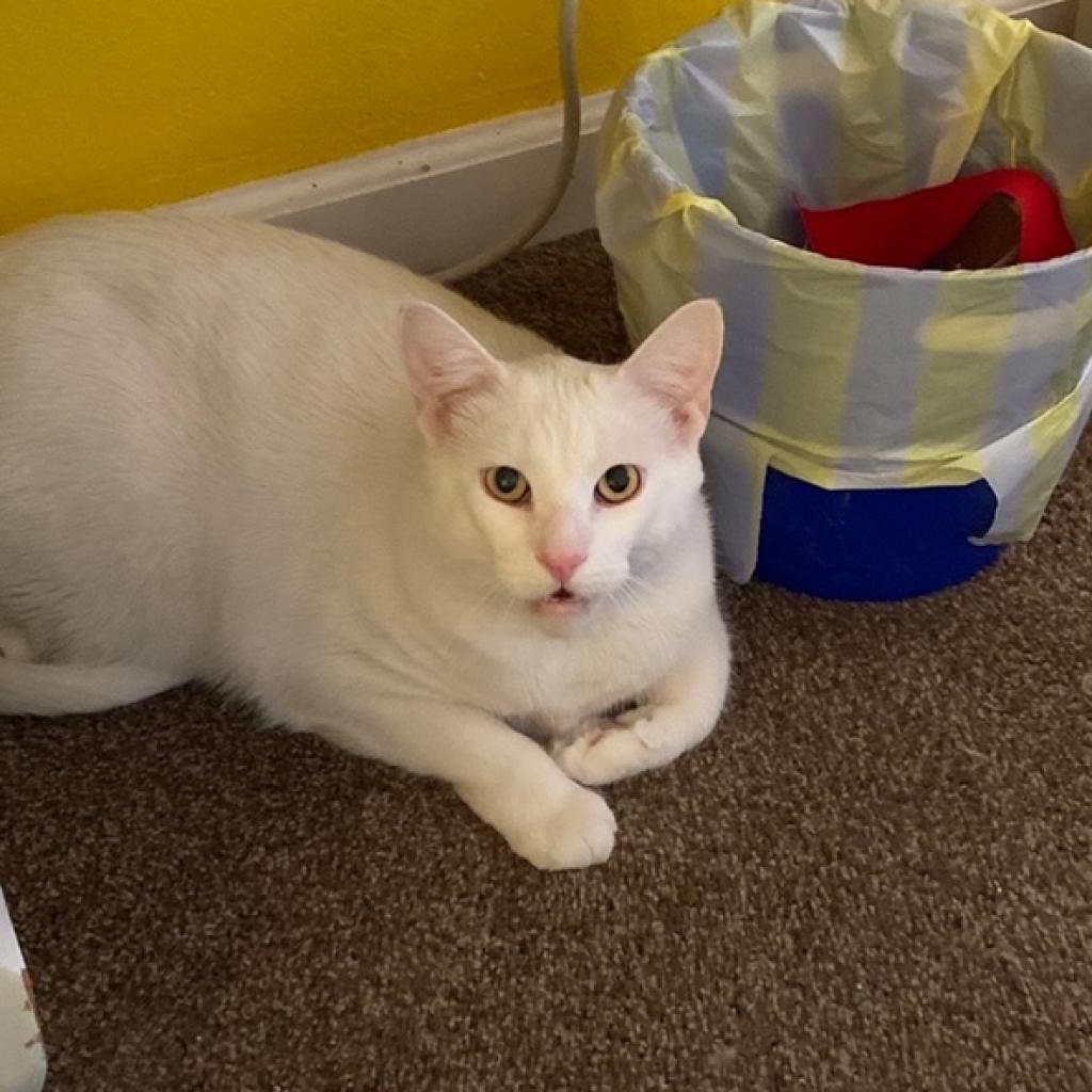 Snowflake, a Adoptable American Shorthair in Temecula, CA image 5/6