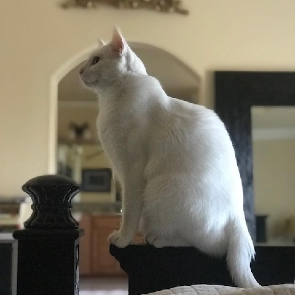 Snowflake, a Adoptable American Shorthair in Temecula, CA image 6/6