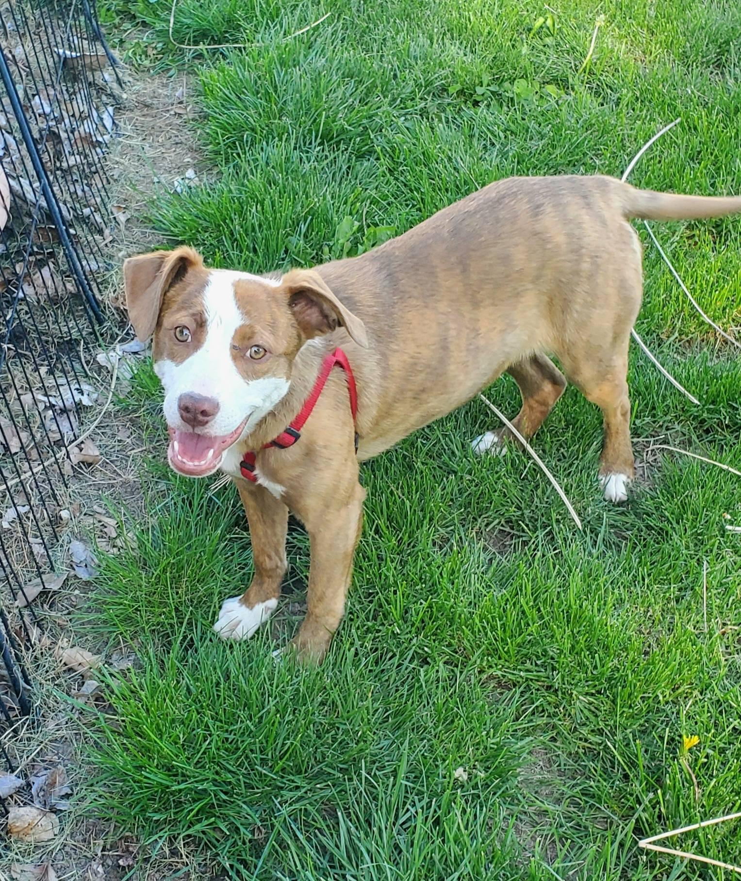 Maple, a ADOPTABLE mixed breed in Lewiston, ID image 1/2