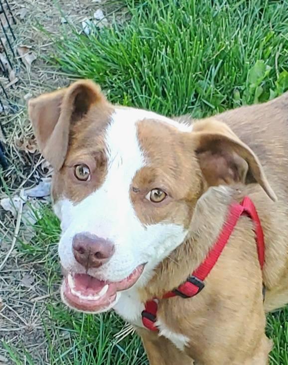Maple, a ADOPTABLE mixed breed in Lewiston, ID image 2/2