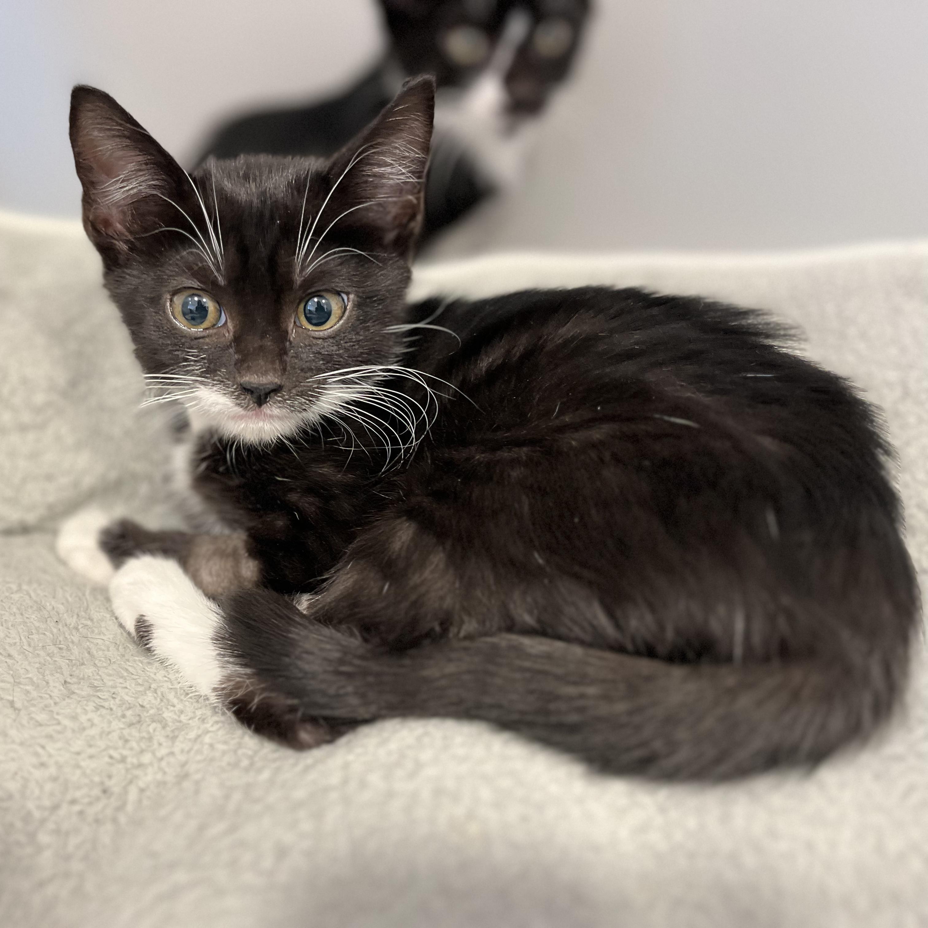 Bowes, Adoptable, Kitten Female American Shorthair.
