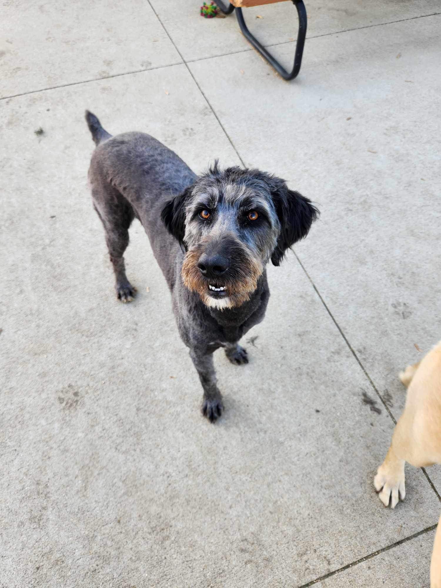 Larry, Adopted, Young Male Aussiedoodle.