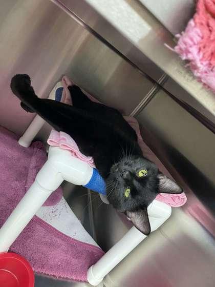 Enlarge Wasabi, a Adoptable mixed breed in Fergus Falls, MN image 1/3