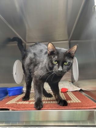 Wasabi, Adoptable, Adult Male Domestic Short Hair & Domestic Short Hair.