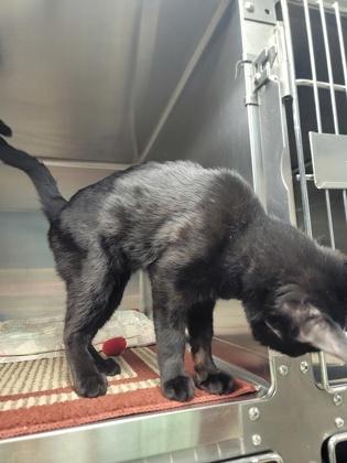 Wasabi, a Adoptable mixed breed in Fergus Falls, MN image 2/2