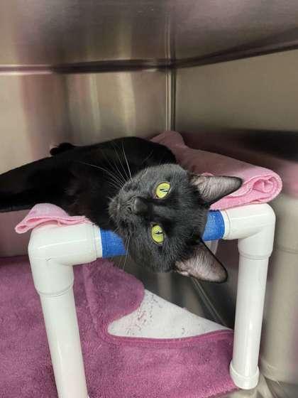 Enlarge Wasabi, a Adoptable mixed breed in Fergus Falls, MN image 3/3