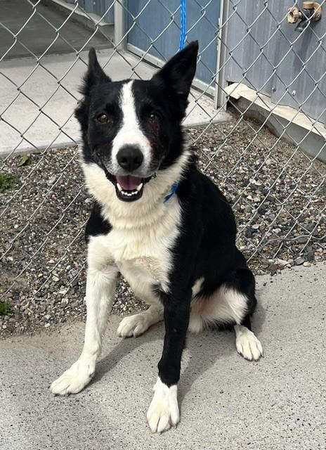Enlarge 61624846, a ADOPTABLE Border Collie in Elko, NV image 1/1