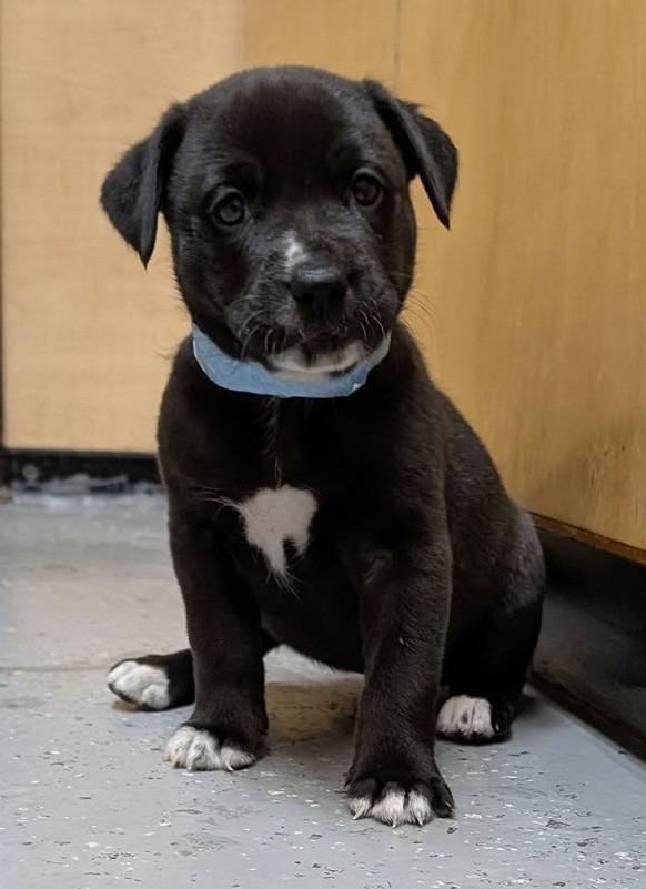 Peppermint, Adopted, Young Female Mixed Breed.