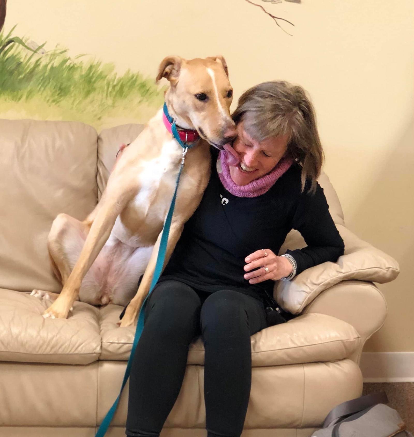 Enlarge Juniper, a Adoptable mixed breed in Woodinville, WA image 1/6