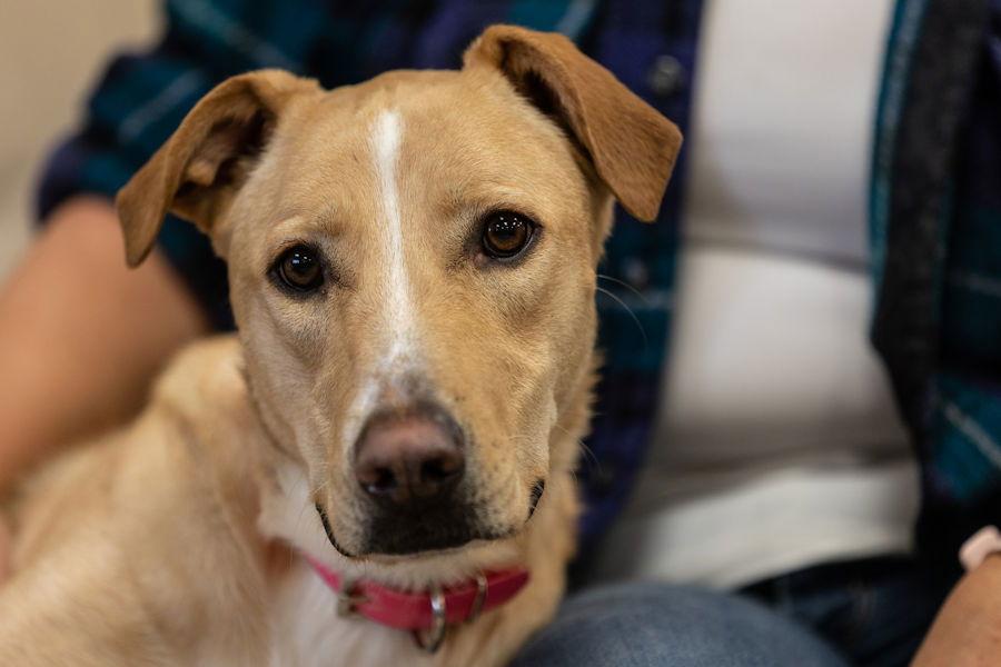 Enlarge Juniper, a Adoptable mixed breed in Woodinville, WA image 2/6