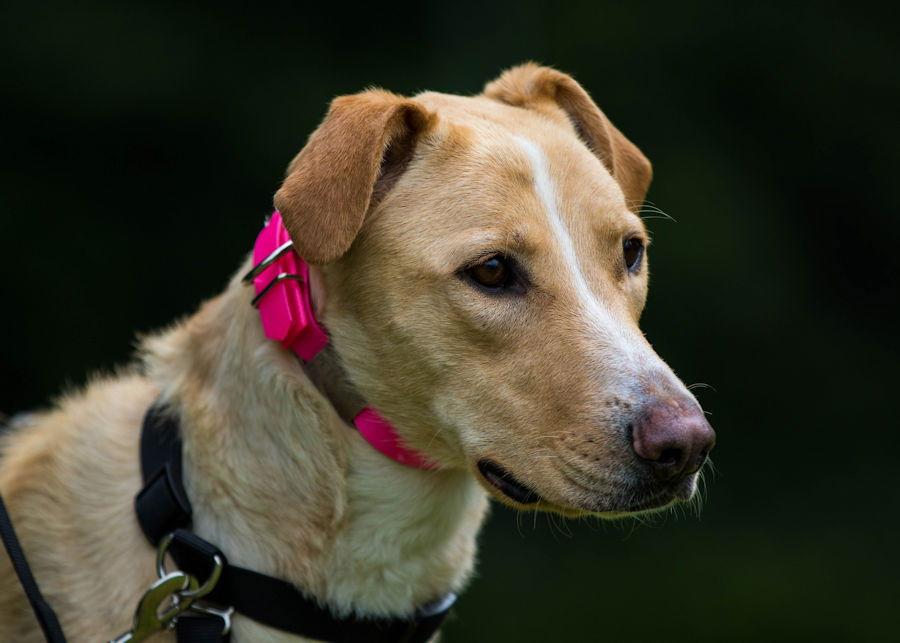 Enlarge Juniper, a Adoptable mixed breed in Woodinville, WA image 3/6