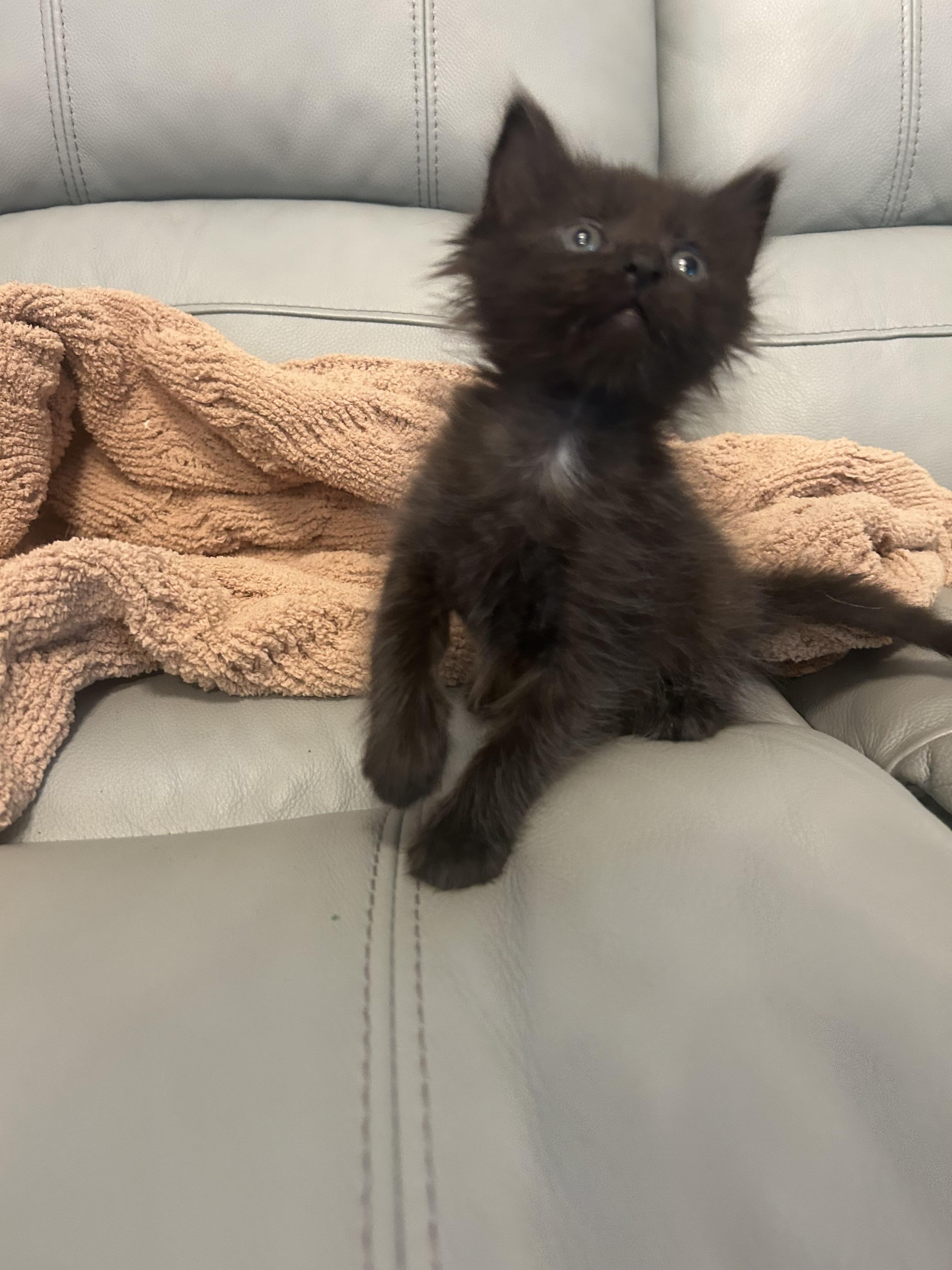 Enlarge Cher, a Adoptable Domestic Medium Hair in Hammond, LA image 1/1