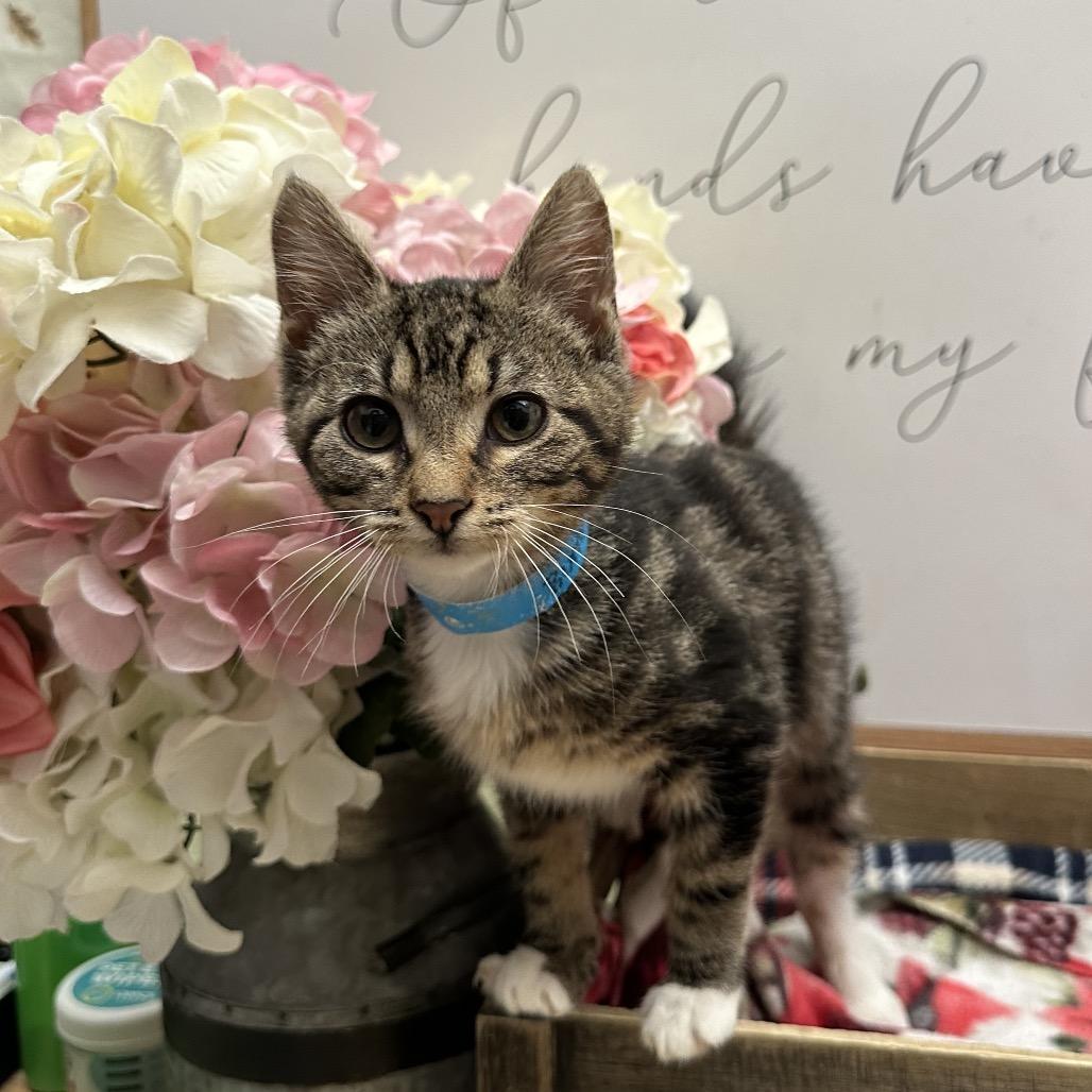 Bumper, Adoptable, Kitten Male Domestic Short Hair.