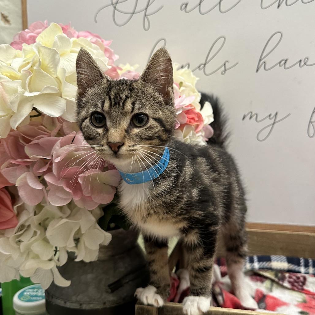 Enlarge Bumper, a Adoptable Domestic Short Hair in Newberg, OR image 2/2