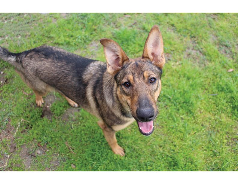 Enlarge Jaycee, a Adoptable mixed breed in Helendale, CA image 1/1