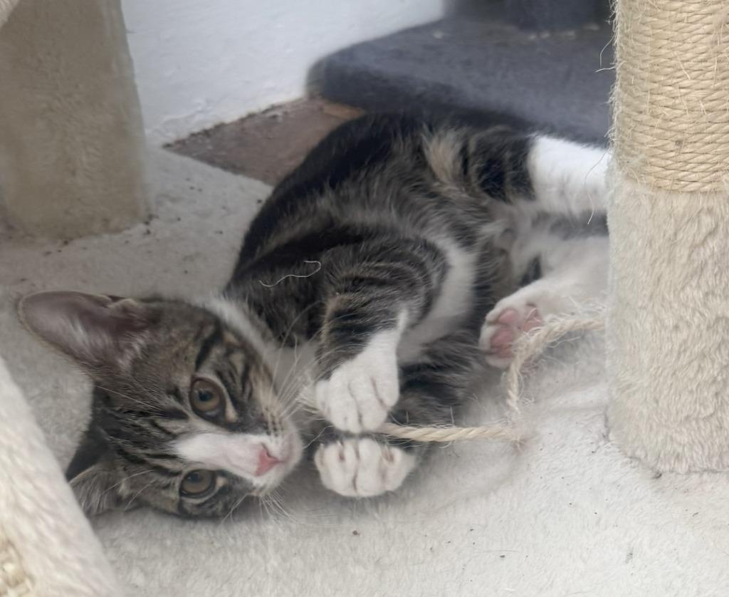 Flint *IN FOSTER*, Adoptable, Young Male Domestic Short Hair.