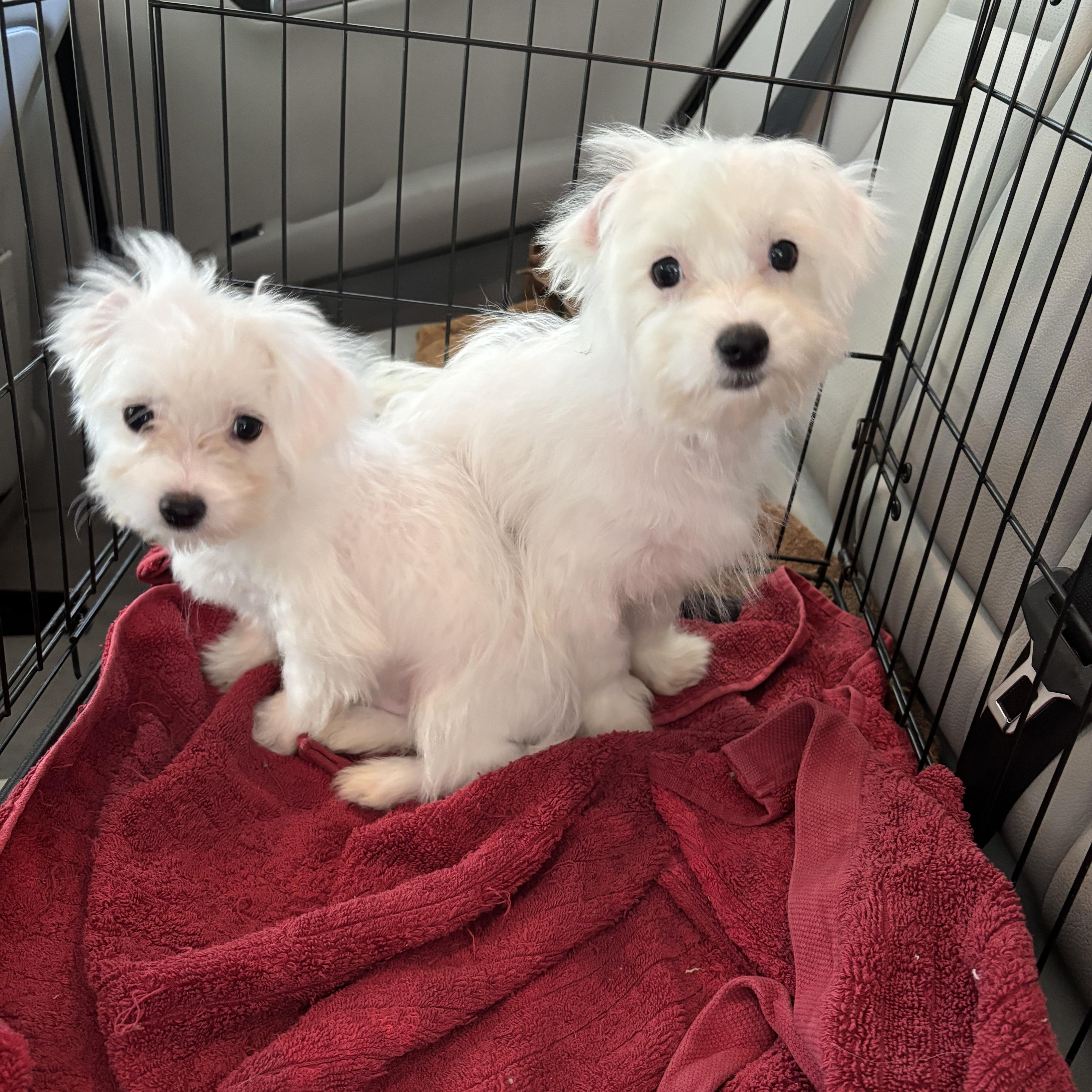 Maltese/Bichon mix puppies!!!, Adopted, Puppy Male Maltese & Bichon Frise.