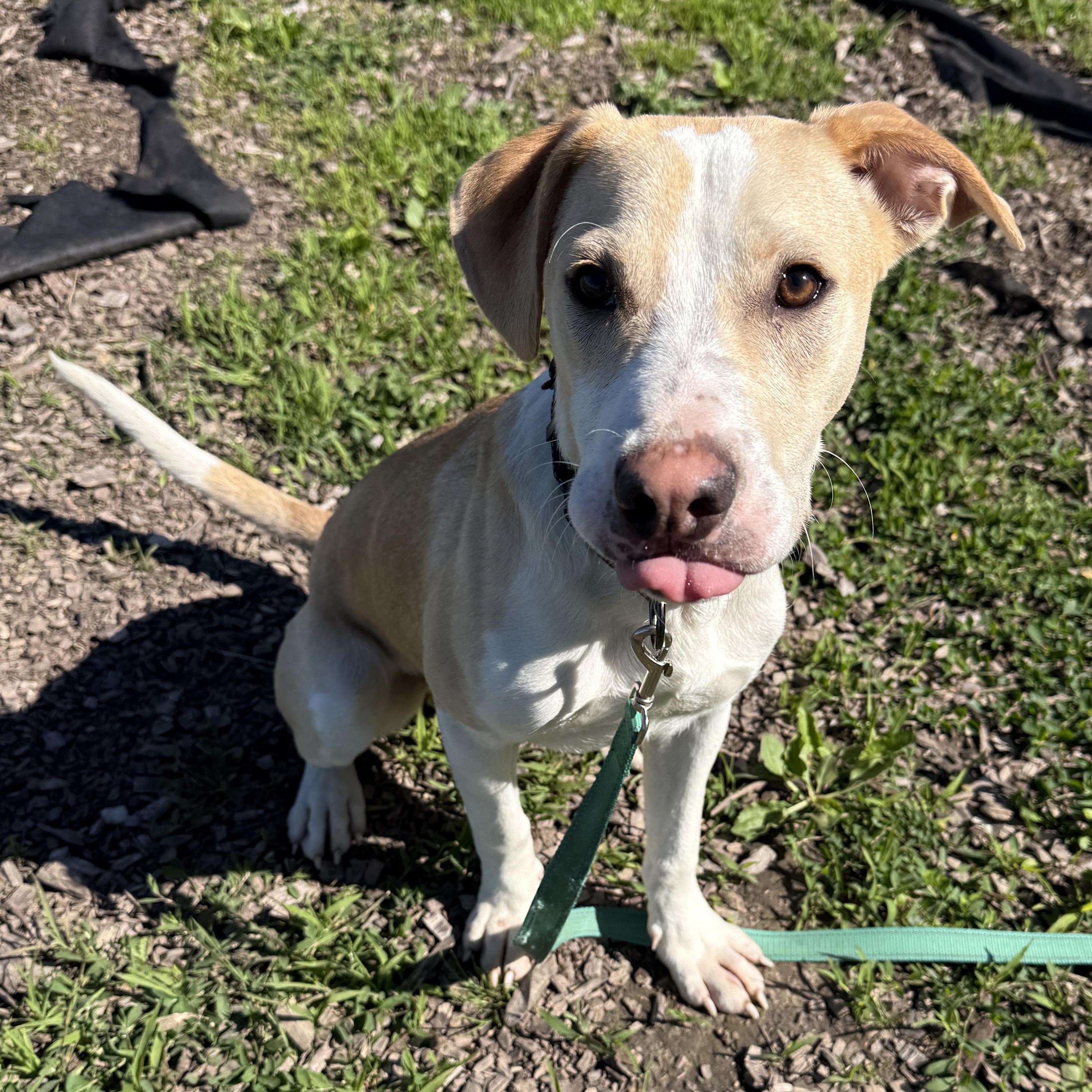 Lux, a ADOPTABLE mixed breed in Washington, PA image 6/6