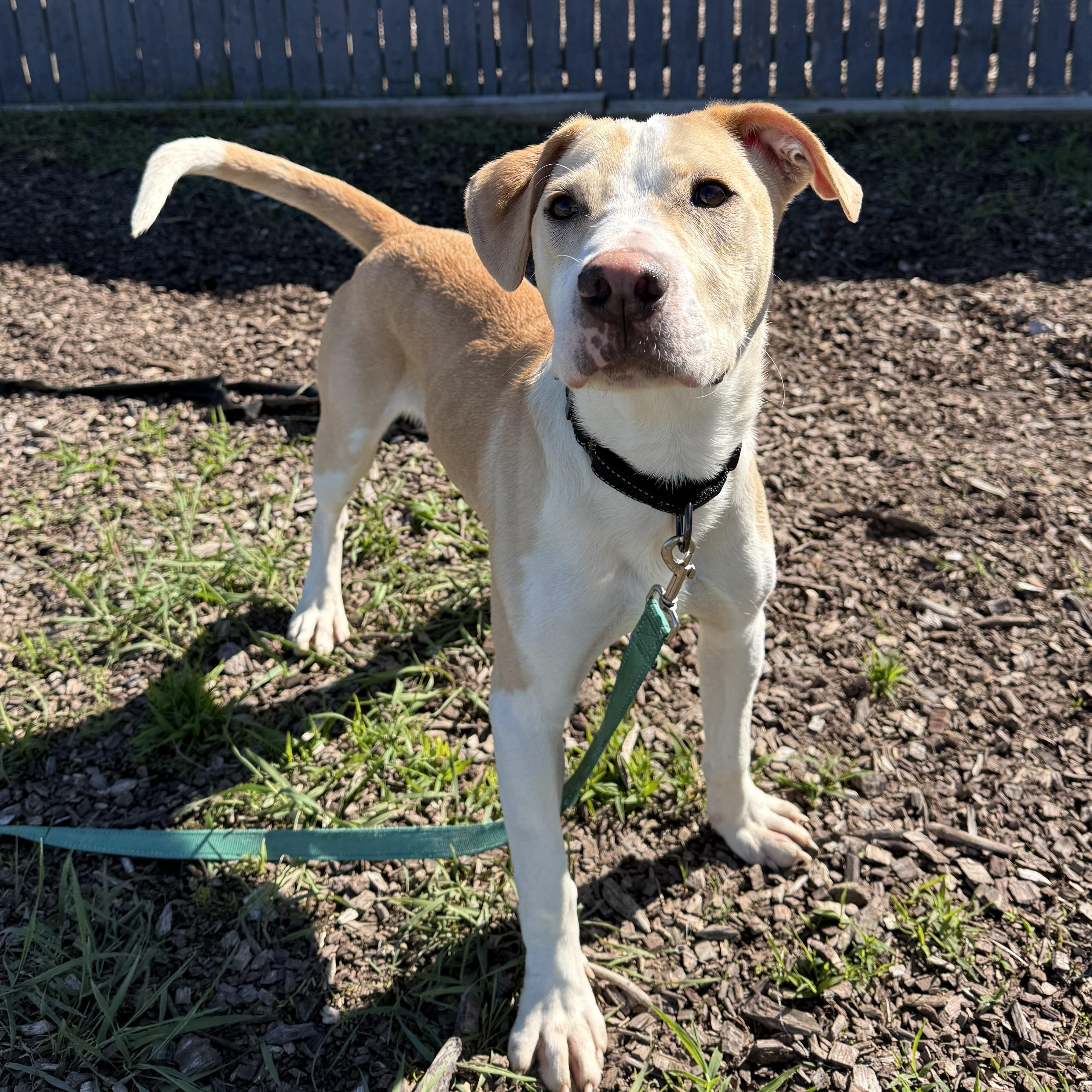 Lux, a ADOPTABLE mixed breed in Washington, PA image 3/6