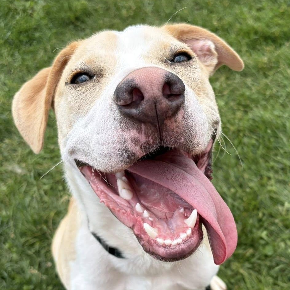 Enlarge Lux, an adoption pending mixed breed in Washington, PA image 1/6
