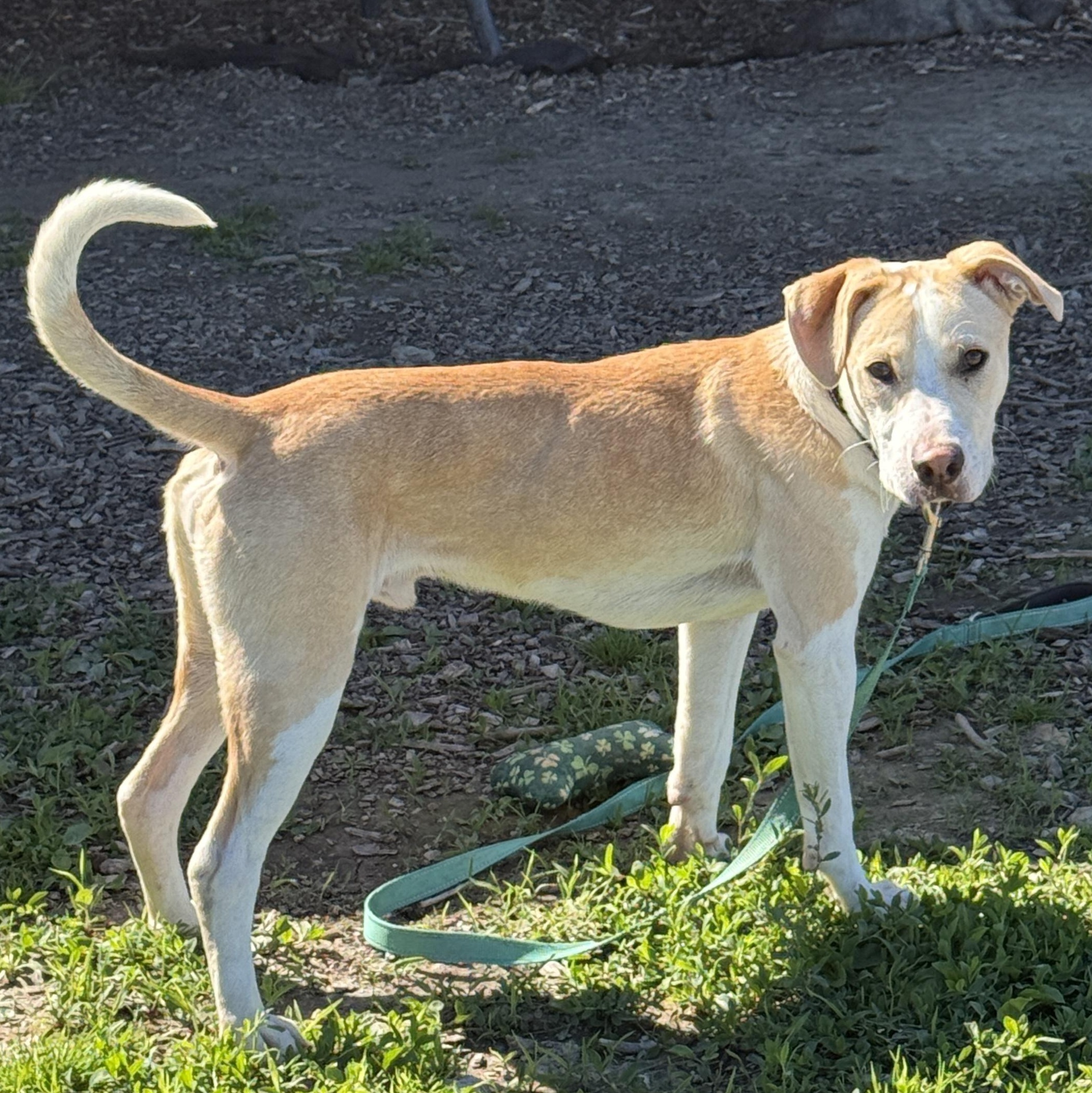 Lux, a ADOPTABLE mixed breed in Washington, PA image 2/6