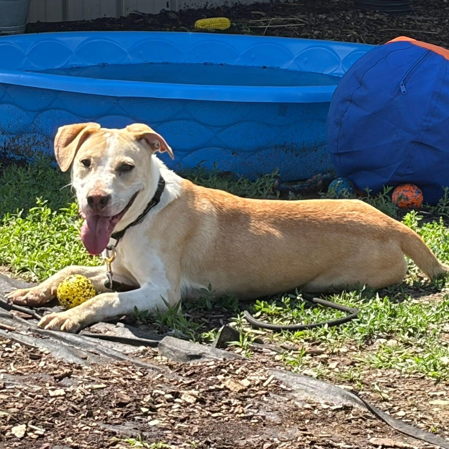 Enlarge Lux, an adoption pending mixed breed in Washington, PA image 2/6