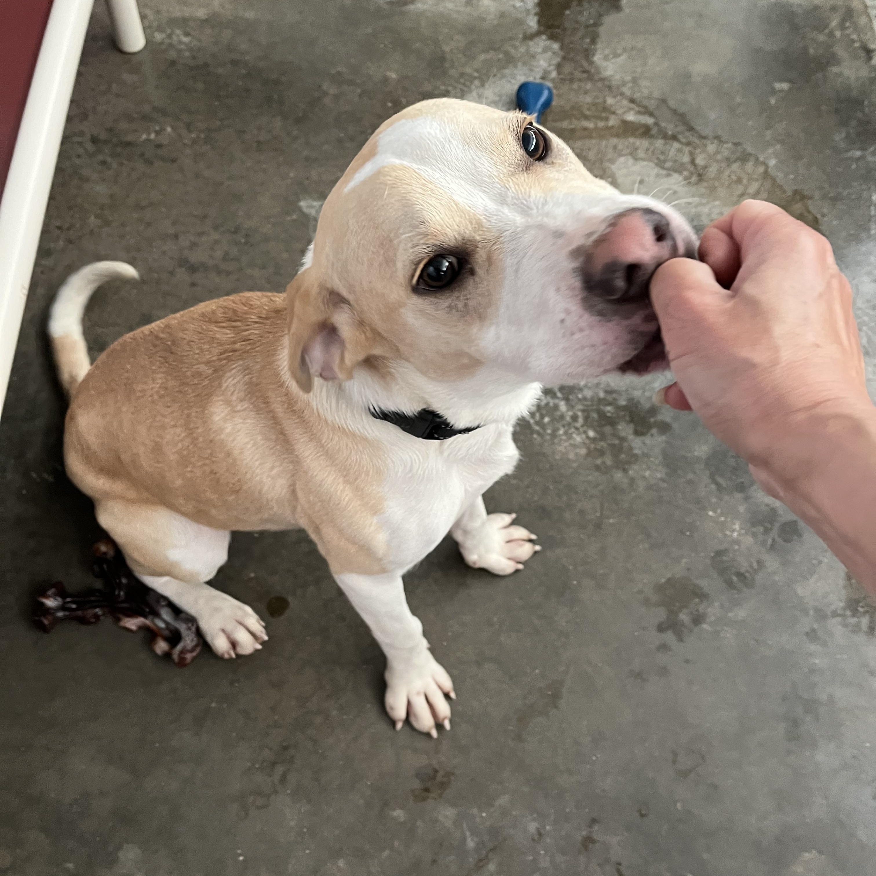 Lux, a ADOPTABLE mixed breed in Washington, PA image 5/6