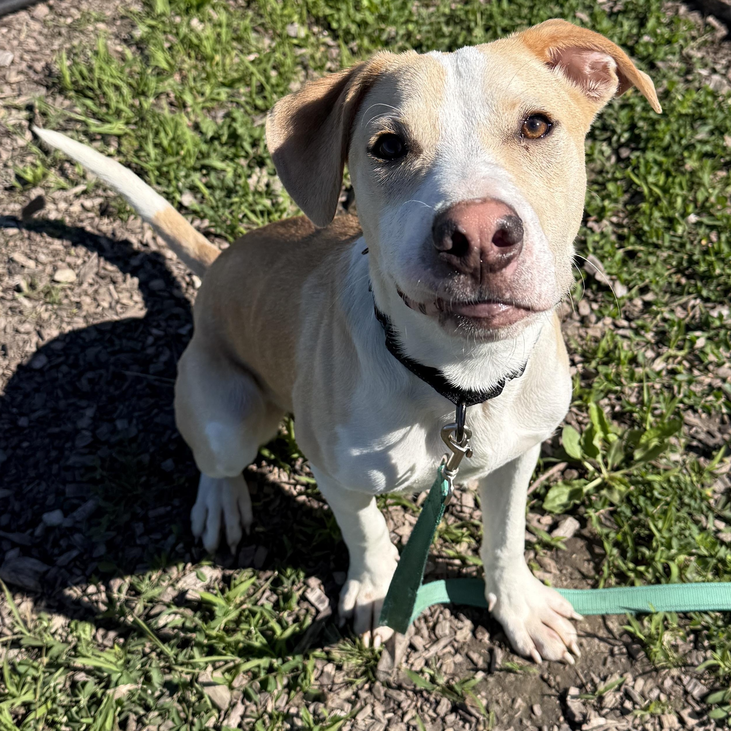 Lux, ADOPTABLE, Young Male Mixed Breed & Carolina Dog.