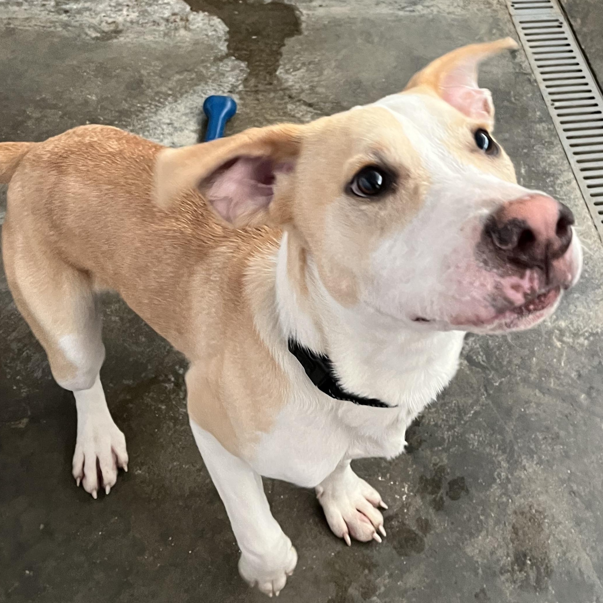 Lux, a ADOPTABLE mixed breed in Washington, PA image 4/6