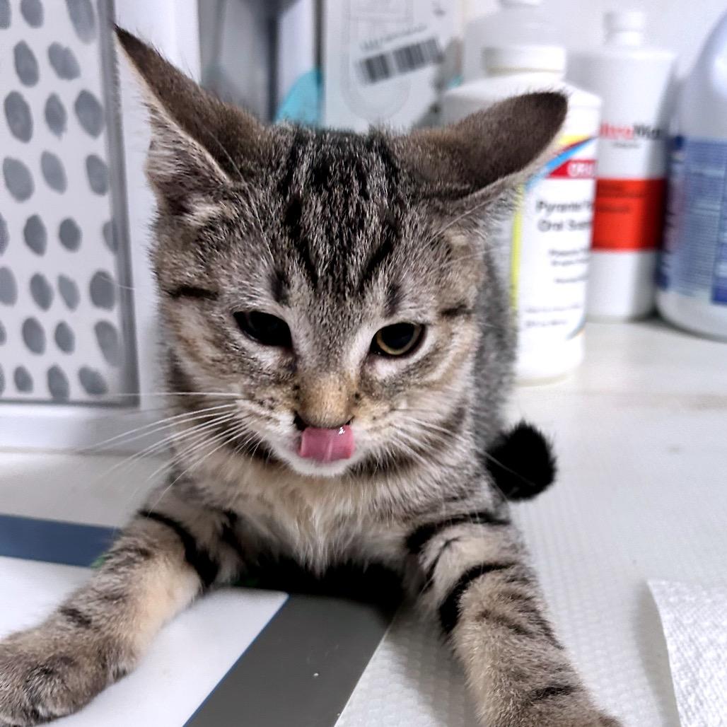 Sky Hog, Adoptable, Kitten Male Domestic Short Hair.