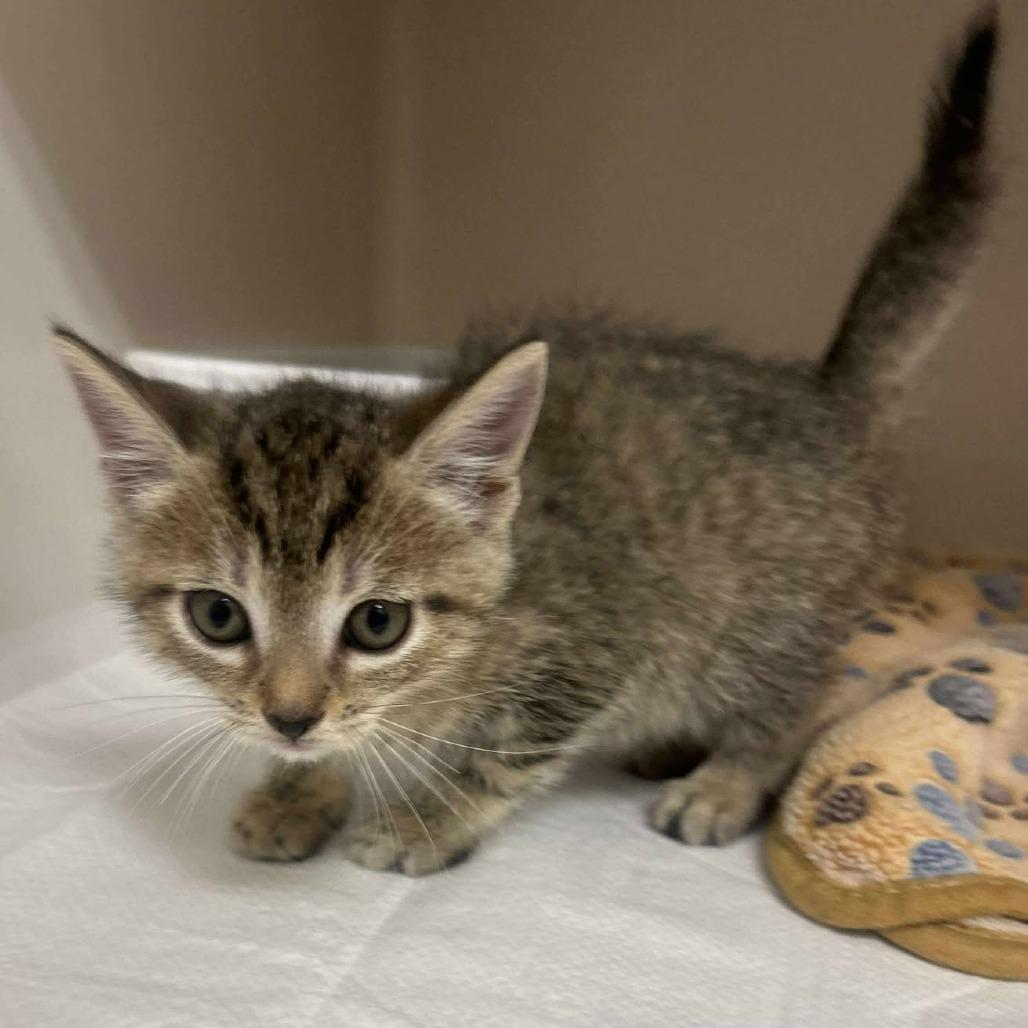 Enlarge Sky Hog, a Adoptable Domestic Short Hair in Fredericksburg, VA image 2/2