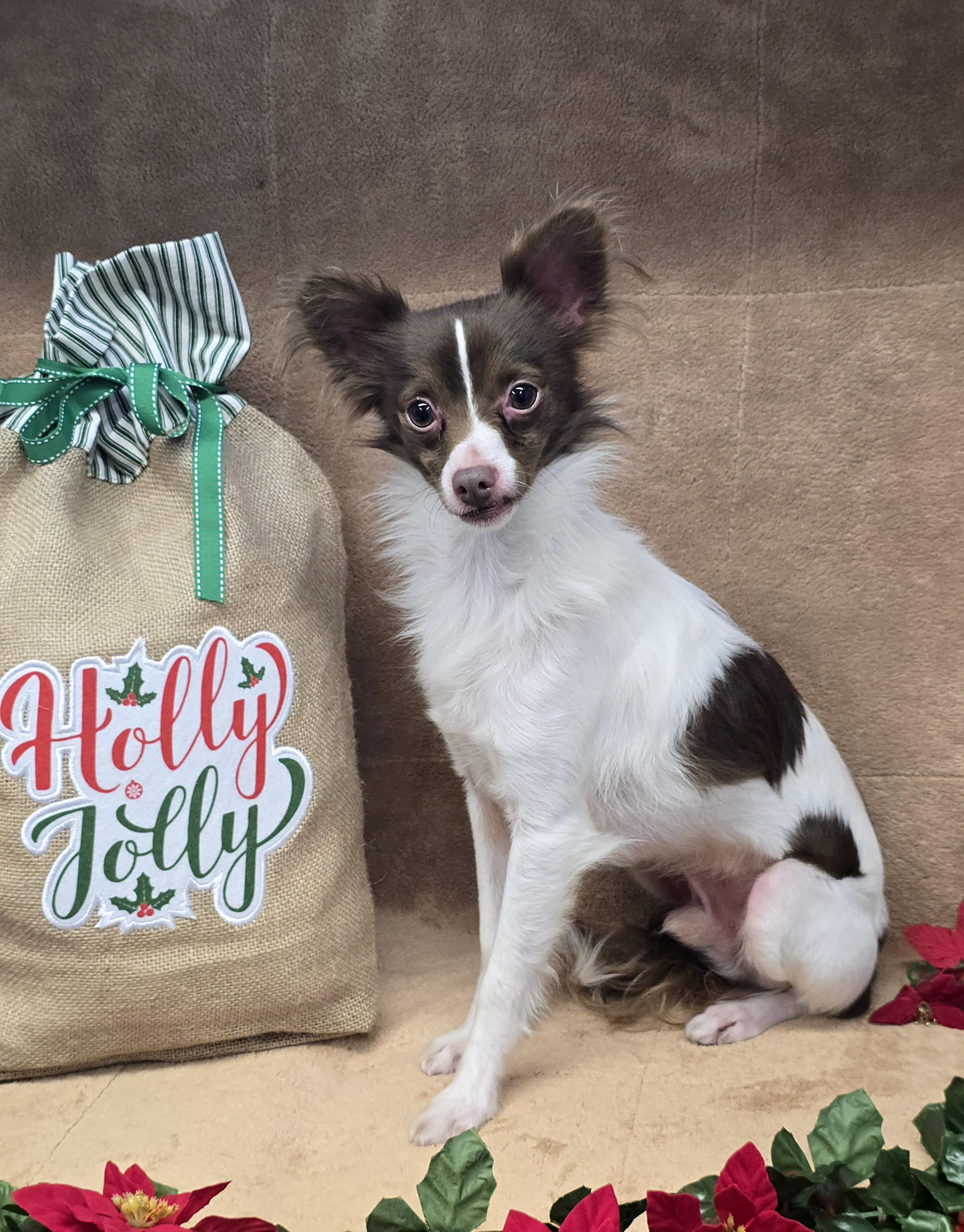 Dasher, a Adoptable mixed breed in San Pedro, CA image 2/5