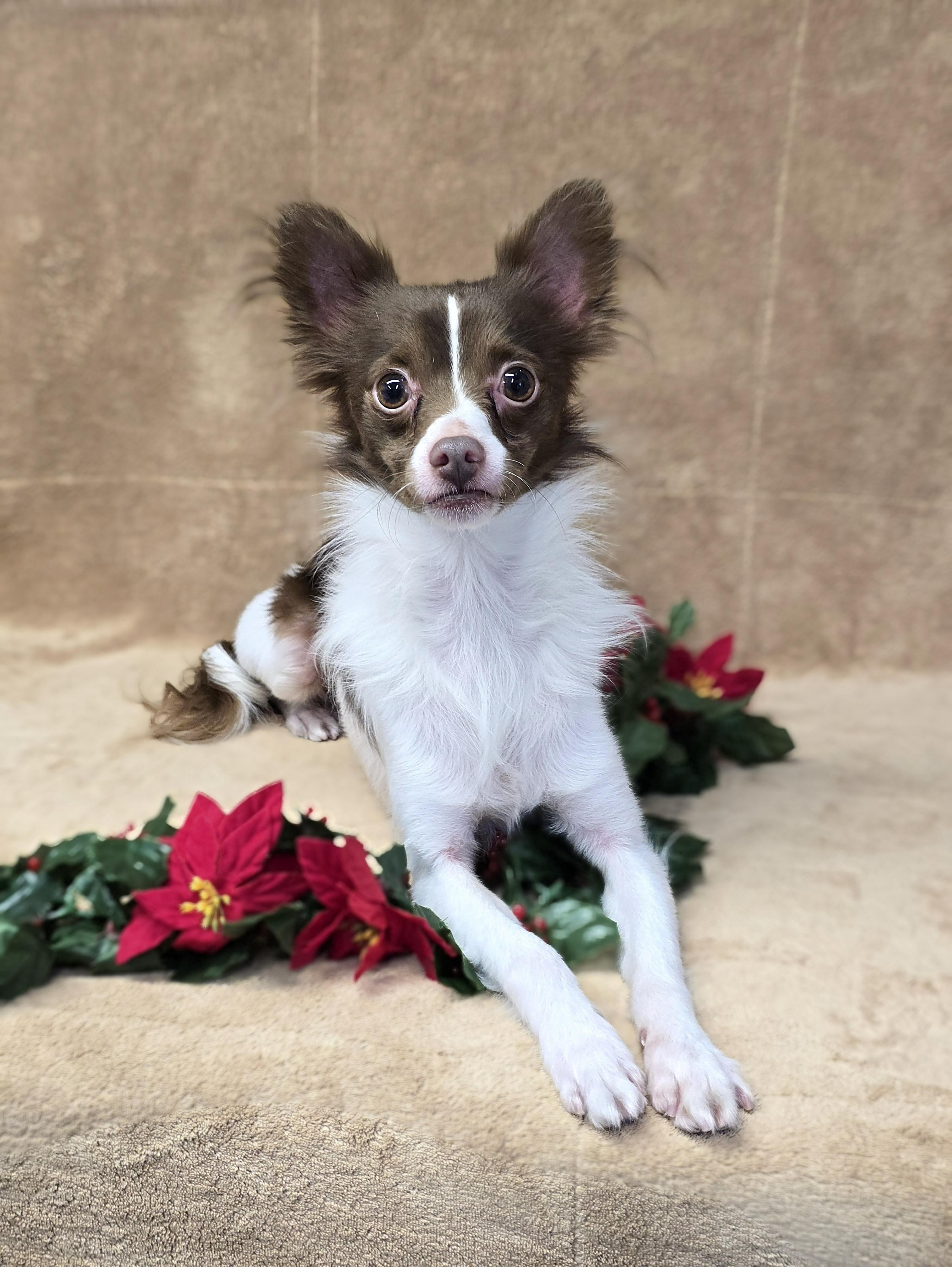 Dasher, a Adoptable mixed breed in San Pedro, CA image 3/5