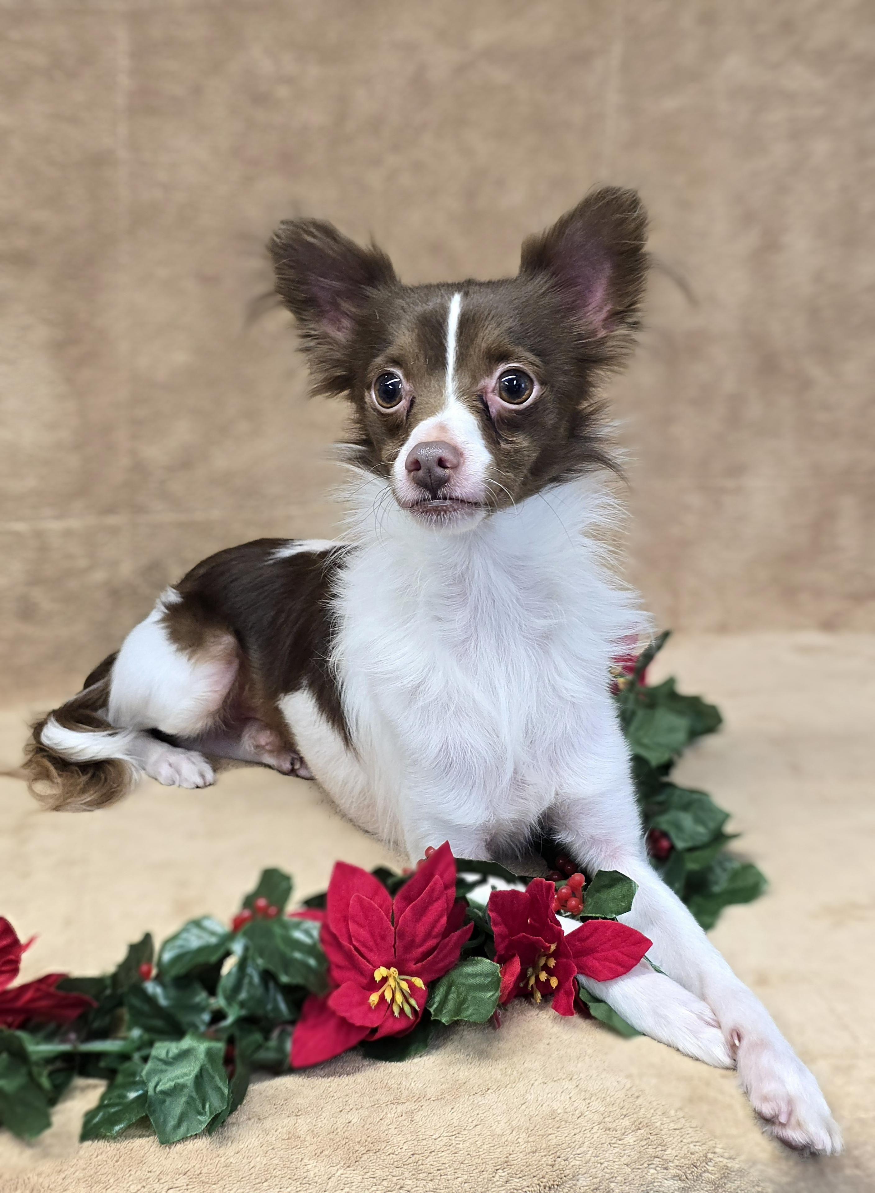 Dasher, a Adoptable mixed breed in San Pedro, CA image 4/5