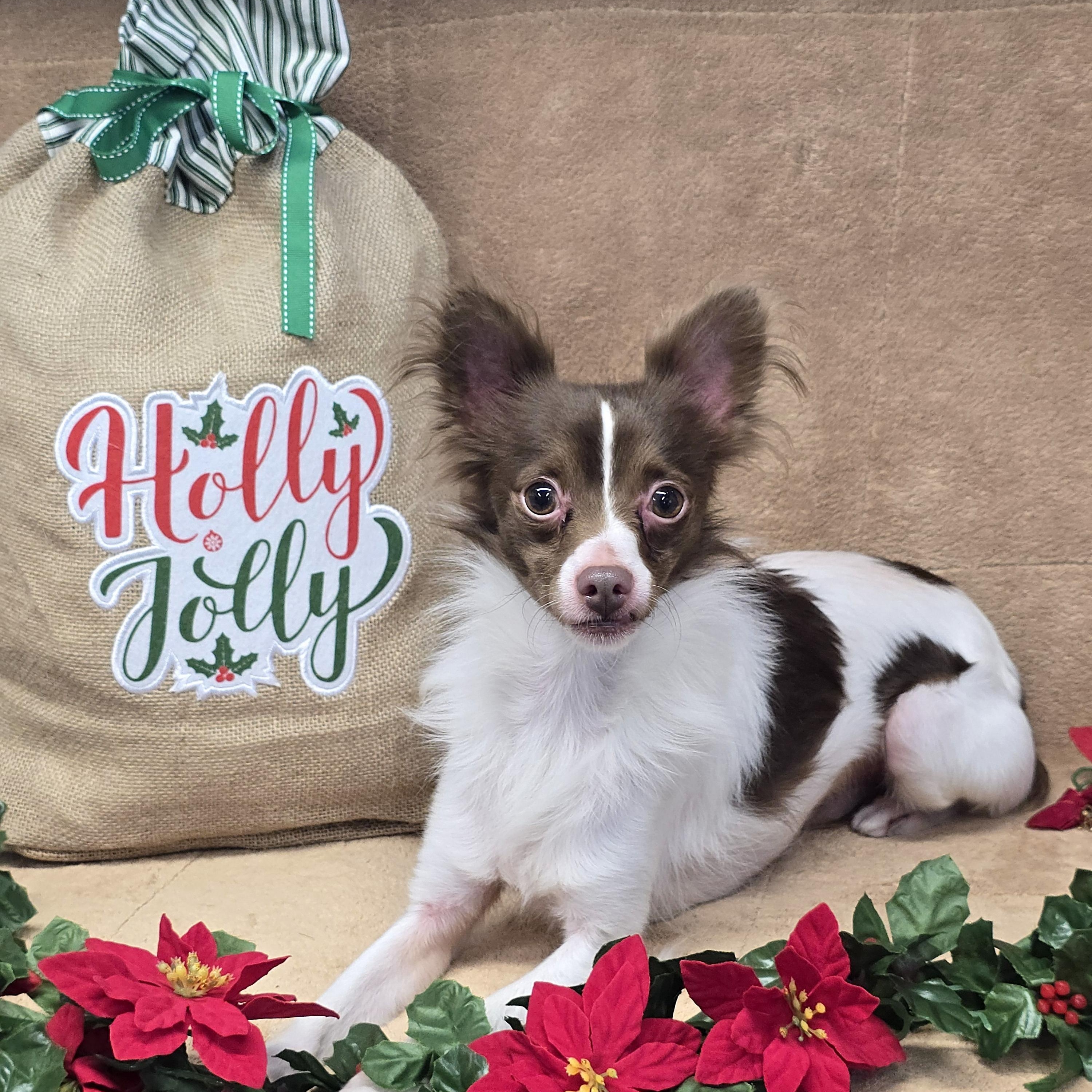 Dasher, a Adoptable mixed breed in San Pedro, CA image 5/5