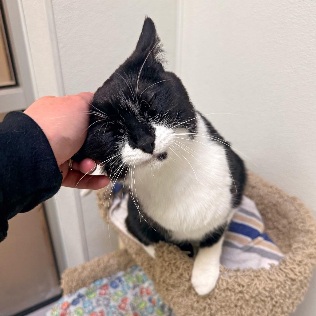 Catzilla, Adoptable, Adult Female Domestic Short Hair.