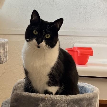 Enlarge Catzilla, a Adoptable Domestic Short Hair in Murray, UT image 2/6