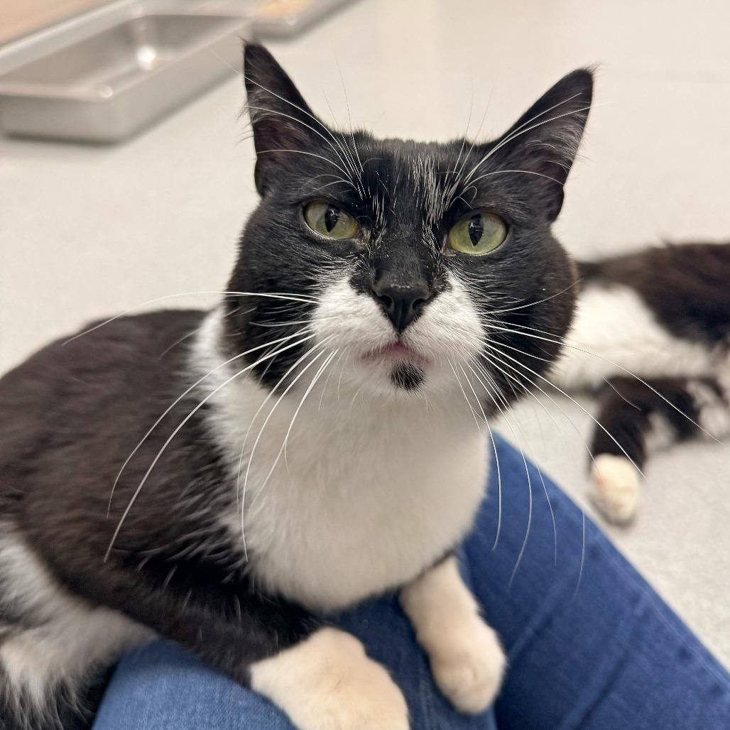 Enlarge Catzilla, a Adoptable Domestic Short Hair in Murray, UT image 3/6