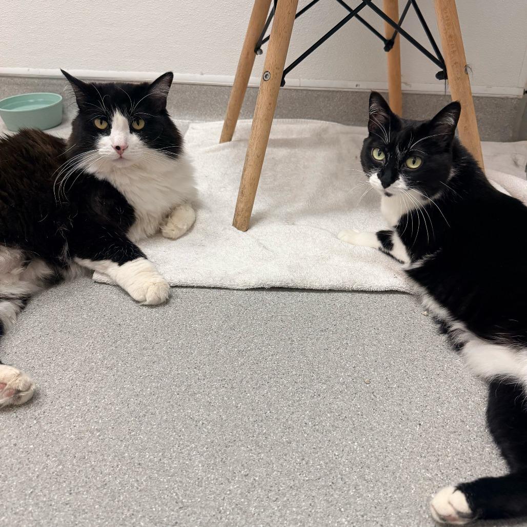 Enlarge Catzilla, a Adoptable Domestic Short Hair in Murray, UT image 5/6